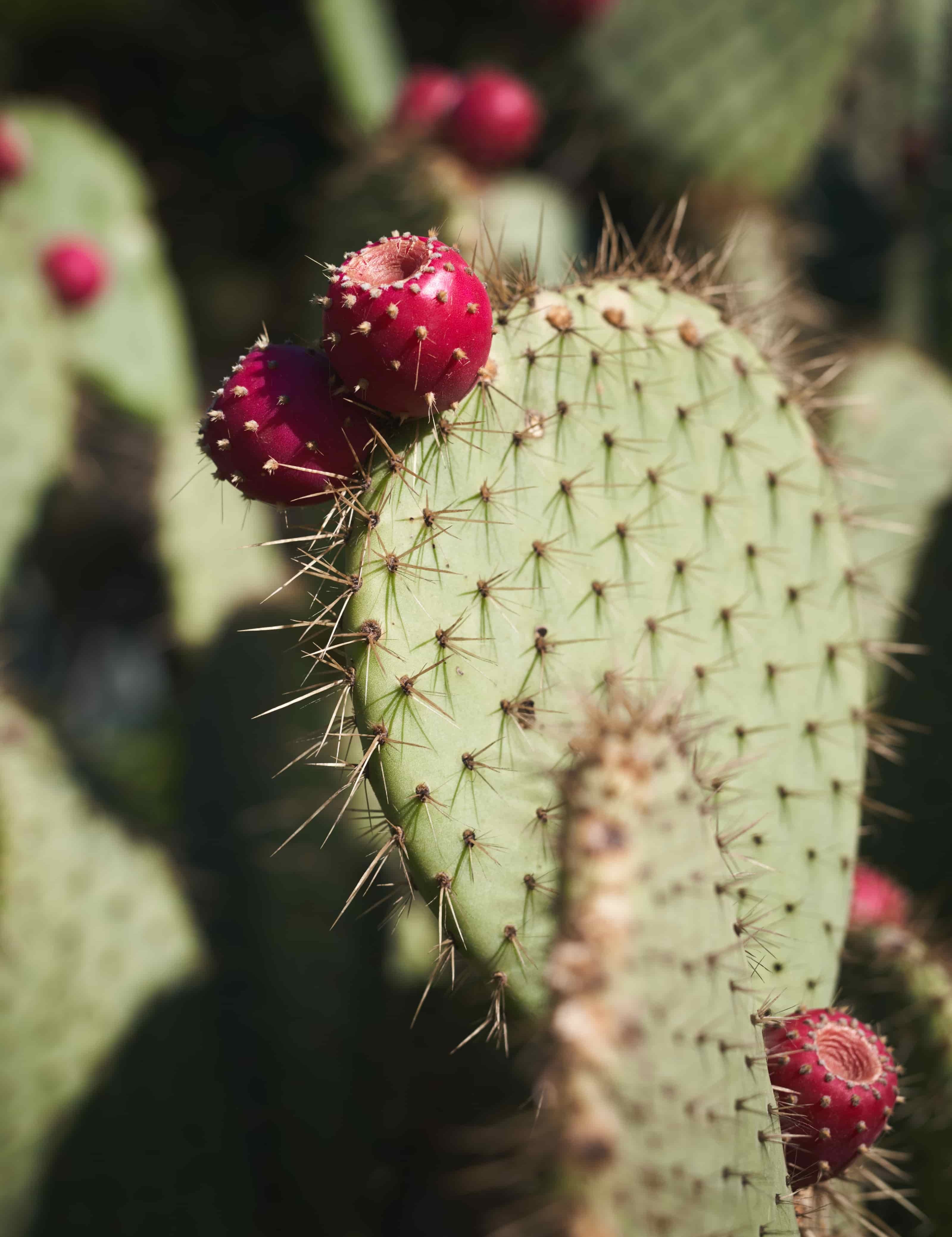 Cactus Water Benefits
