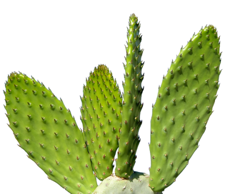 Prickly Pear - Cactus Skin Care